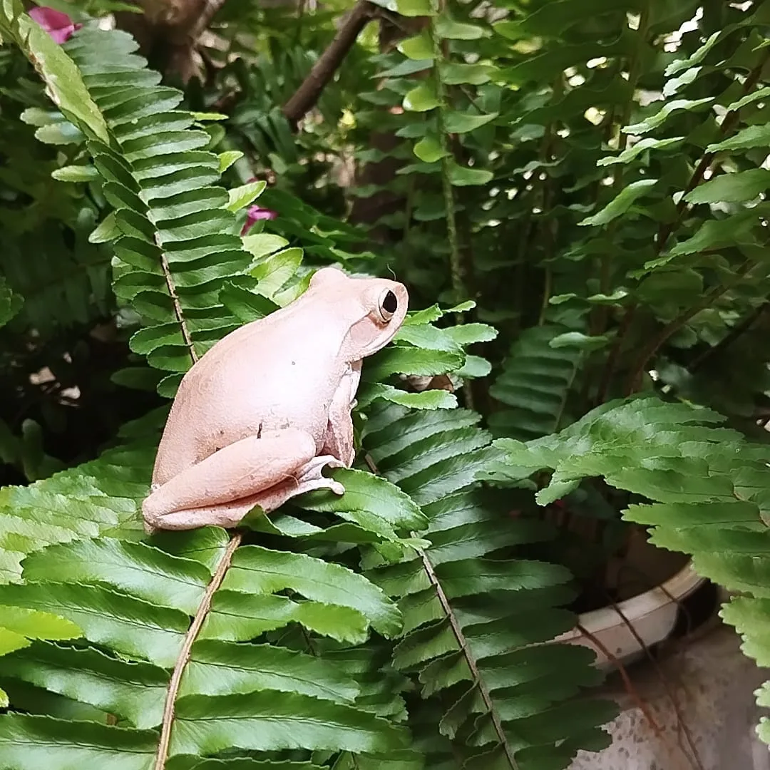 MƯỜI BA CÁCH NGHĨ VỀ DÒNG THƠ Ảnh Hiếu Trần