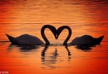 Sự hỗn loạn và bối rối của một tình yêu hồi sinh / The Chaos And Confusion Of A Rebound Love