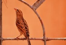 Kuruvi: Hai bài thơ của Karthik Sethuraman